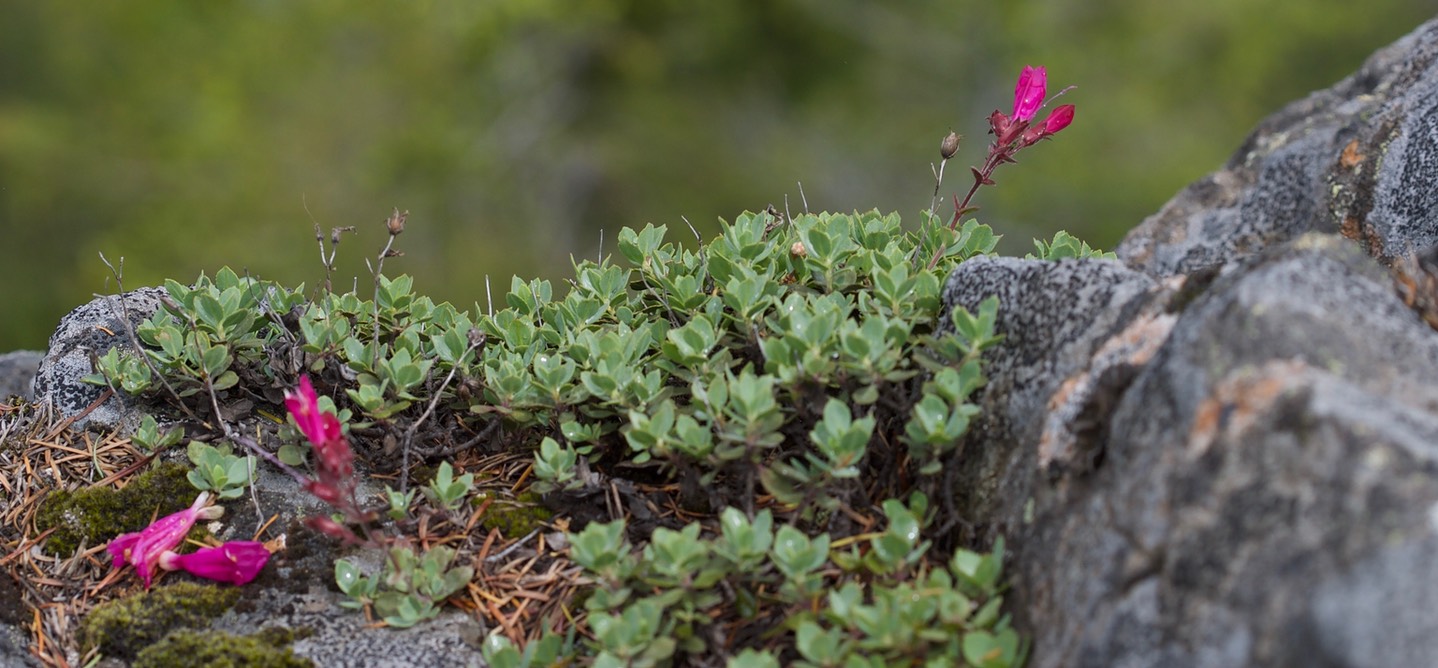 Penstemon rupicola 2