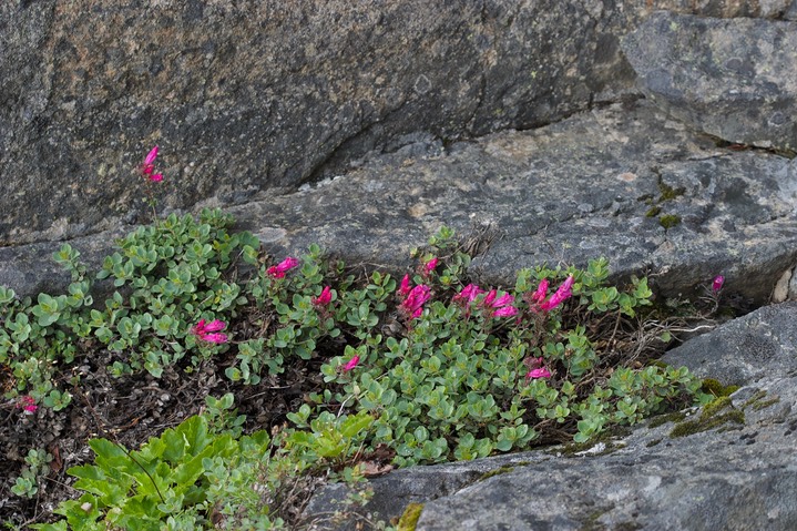 Penstemon rupicola 3