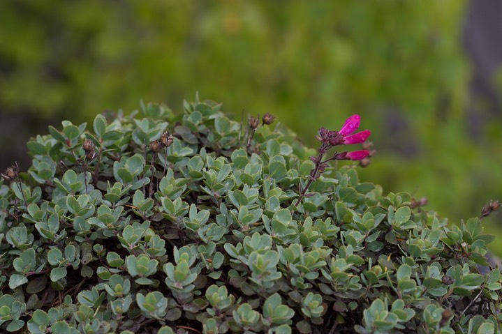 Penstemon rupicola 4