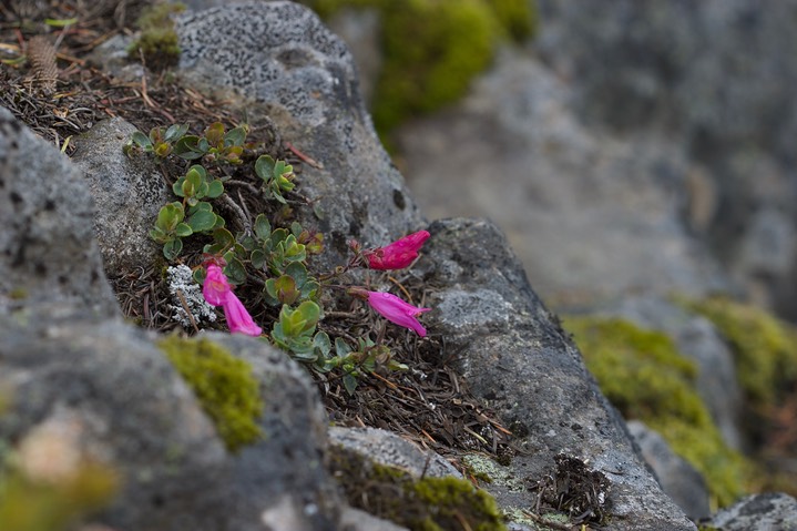 Penstemon rupicola 5