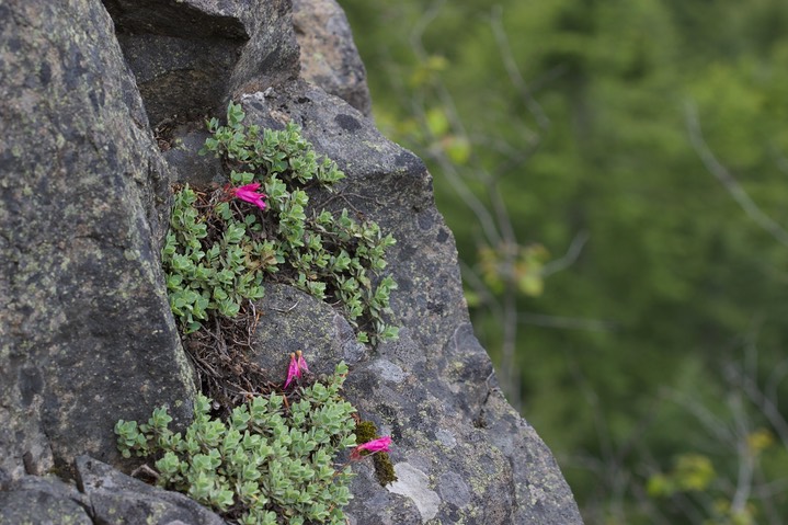 Penstemon rupicola 6