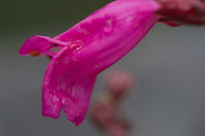 Penstemon rupicola 8