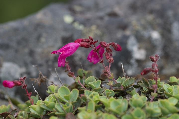 Penstemon rupicola 9