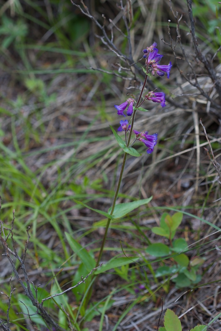 Penstemon serrulatus, Cascades Penstemon1