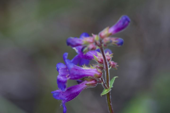 Penstemon serrulatus, Cascades Penstemon2