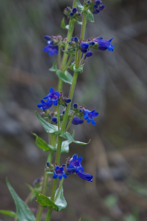 Penstemon subserratus1