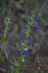 Penstemon subserratus2