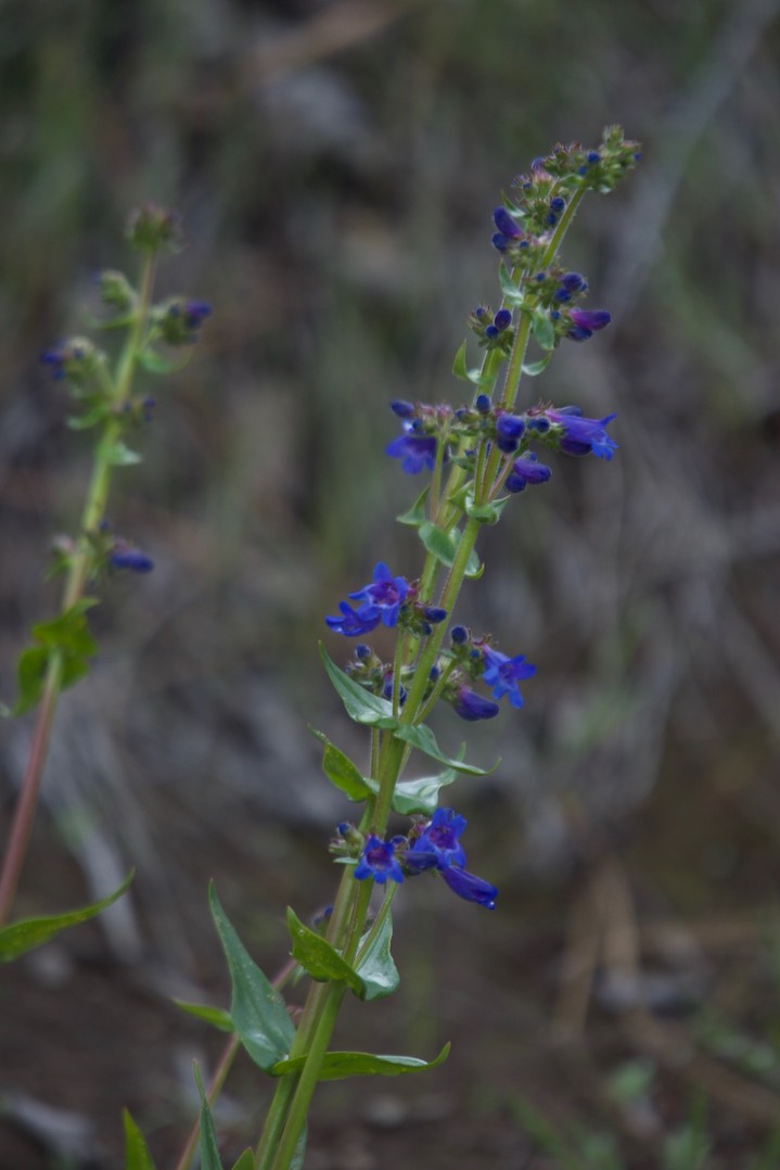 Penstemon subserratus2