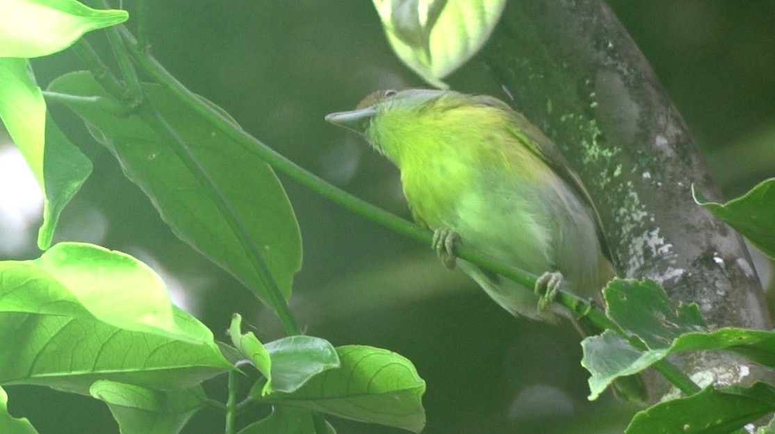 Peppershrike, Rufous-browed