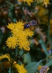 Apis mellifera. Western Honey Bee, Pericome caudata, Taperleaf1