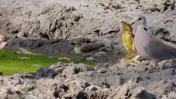 Petronia, Bush Senegal 1