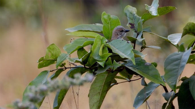 Petronia, Bush Senegal 4