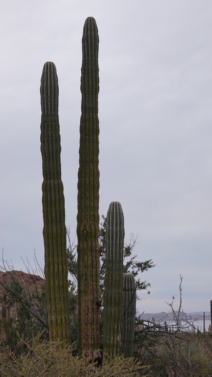 Phacycereus pringlei, Elephant Cactus, Bahia de los Angeles, Baja California