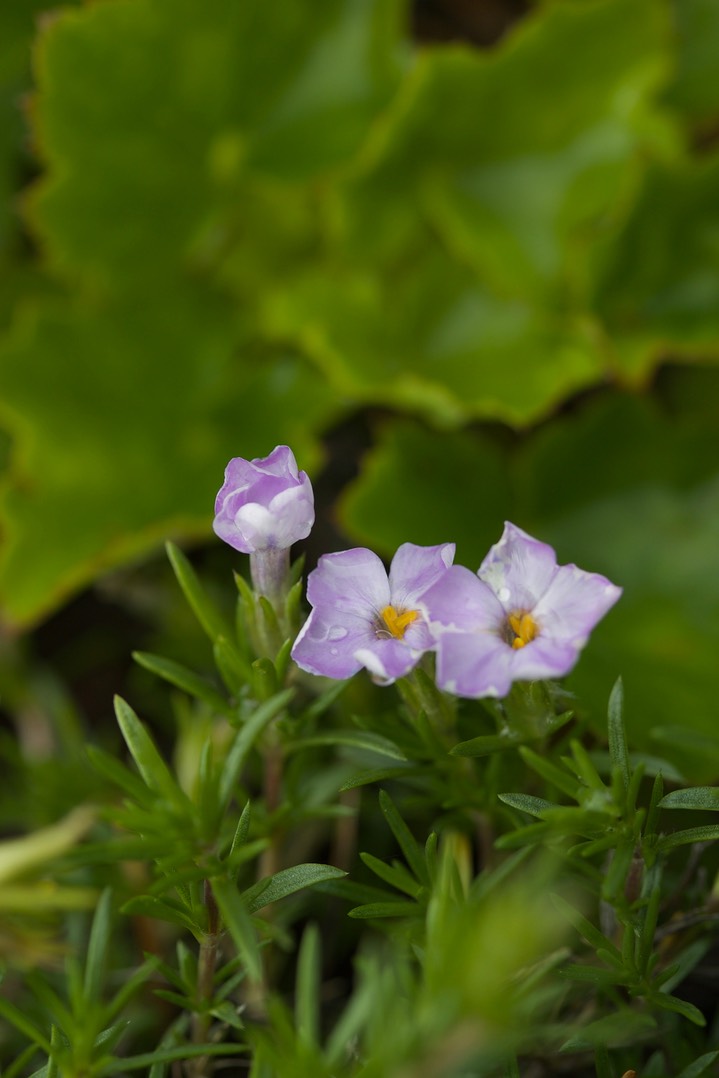 Phlox longifolia, Long-leaf Phlox