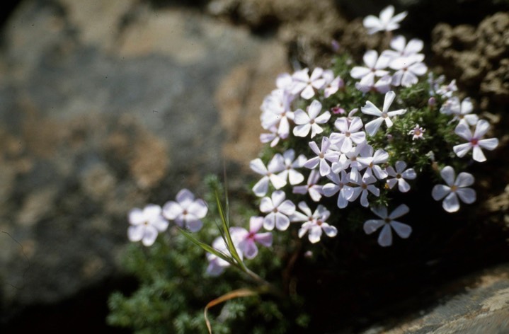 phlox455