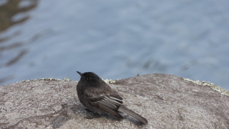 Phoebe, Black (Cerro Montezuma, Colombia)