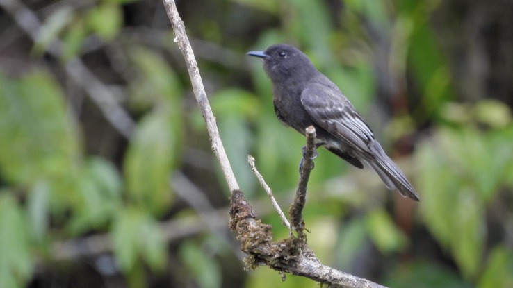 Phoebe, White-winged - 2