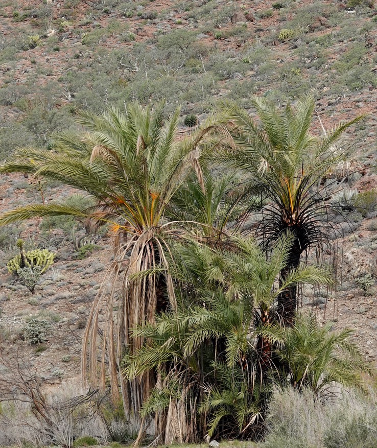 Phoenix dactylifera, Date Palm, Baja California