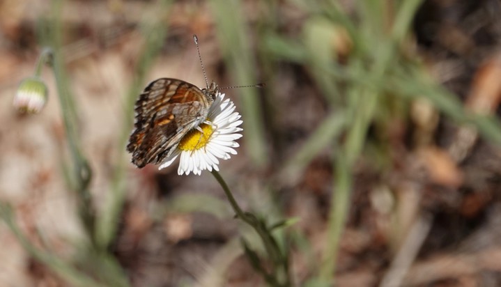 Phyciodes campestris Railroad Canyon2