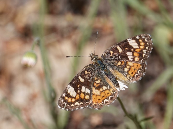 Phyciodes campestris Railroad Canyon