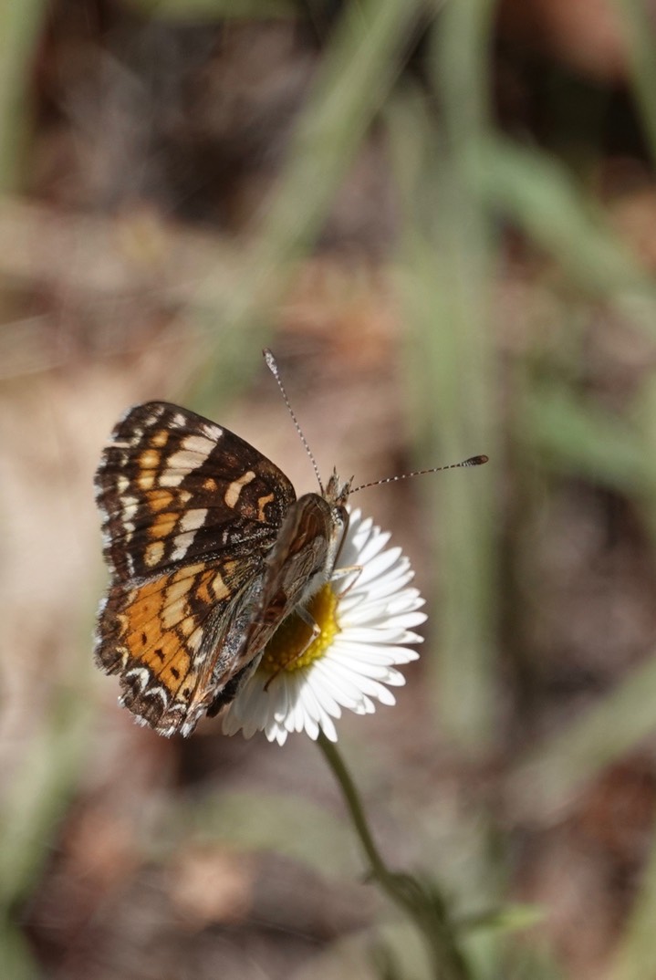 Phyciodes campestris Railroad Canyon3