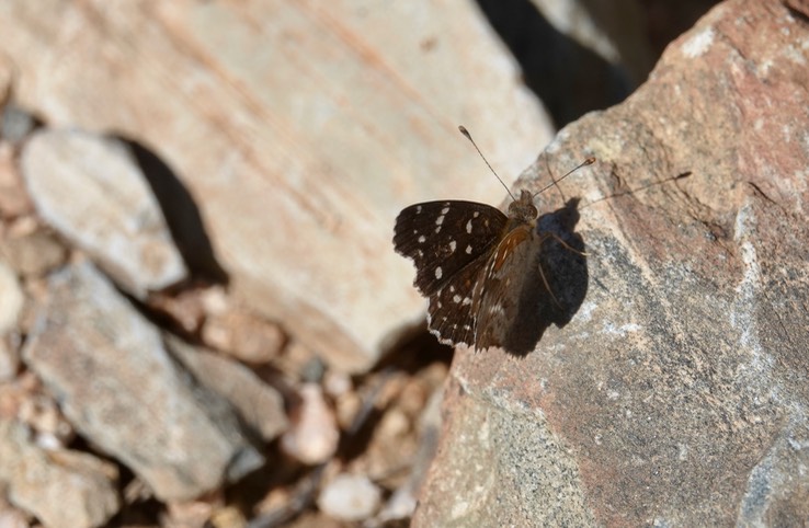 Phyciodes texana, Texan Crescent, Mesa del Carmen, Baja California (1)