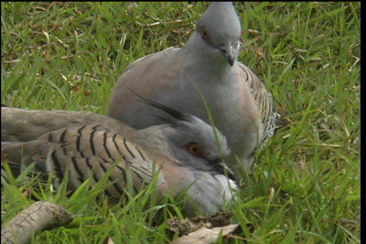 Pigeon, Crested 1