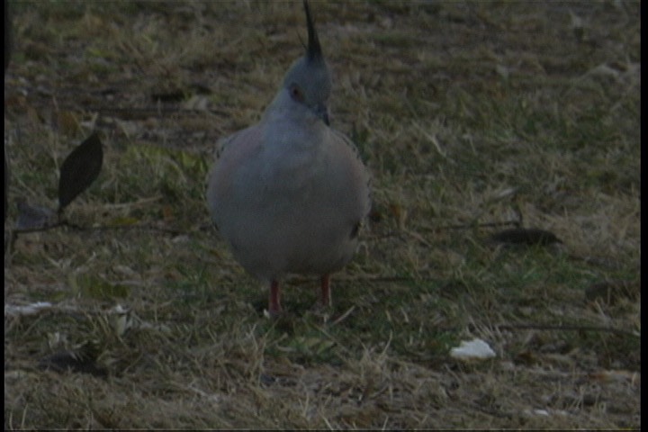 Pigeon, Crested 1