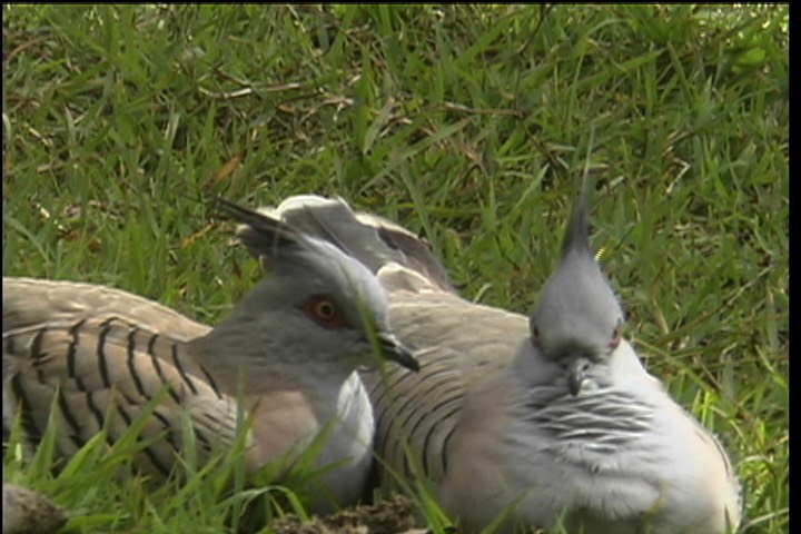 Pigeon, Crested 2