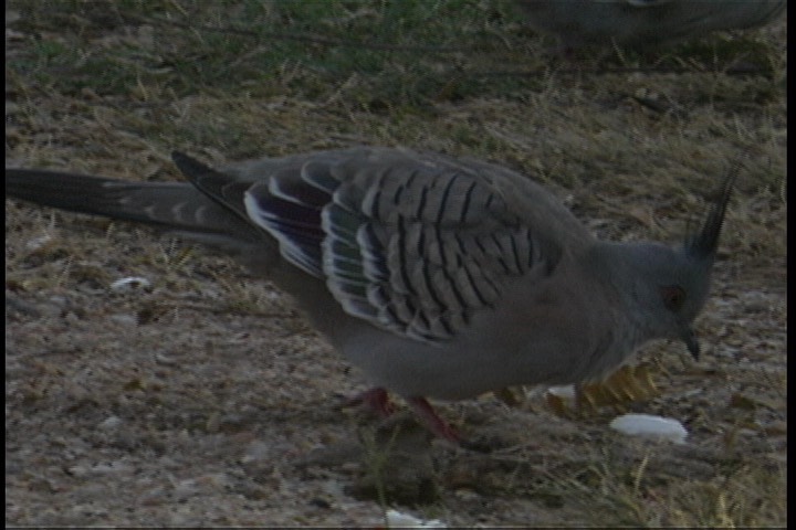 Pigeon, Crested 2