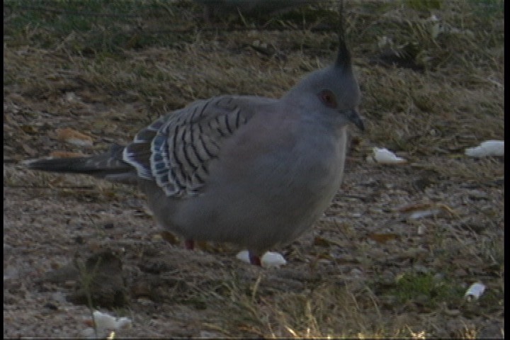 Pigeon, Crested 3