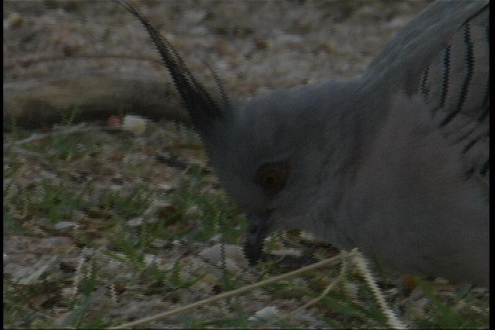 Pigeon, Crested 4