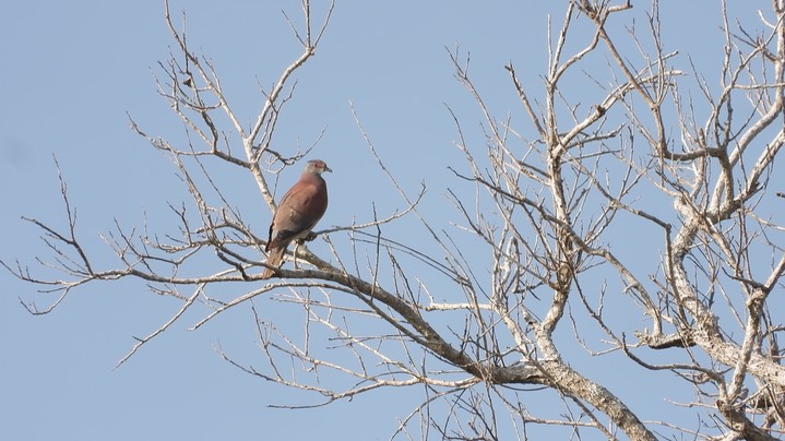 Pigeon, Pale-vented (Belize 2021)