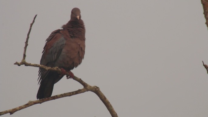 Pigeon, Red-billed 2