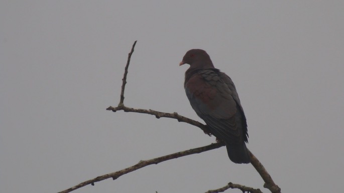 Pigeon, Red-billed 3