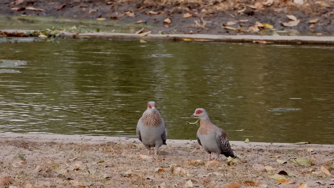 Pigeon, Speckled  - Senegal 1