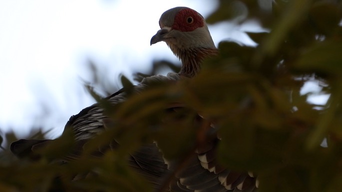 Pigeon, Speckled  - Senegal 6