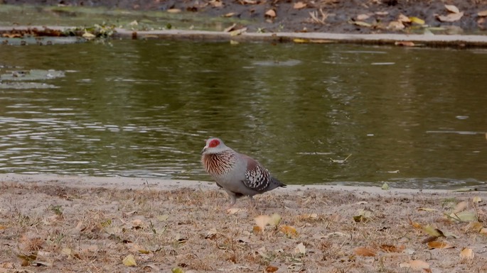 Pigeon, Speckled  - Senegal 2