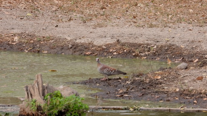 Pigeon, Speckled  - Senegal 5