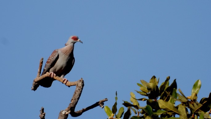 Pigeon, Speckled  - Senegal 7