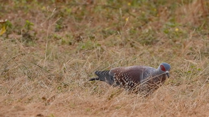 Pigeon, Speckled 1