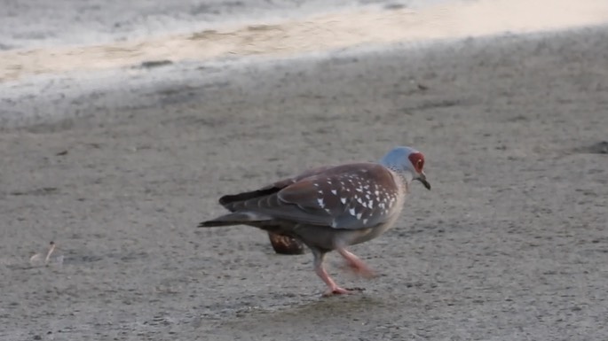 Pigeon, Speckled 2