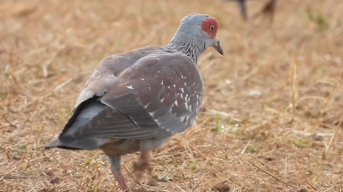 Pigeon, Speckled 4