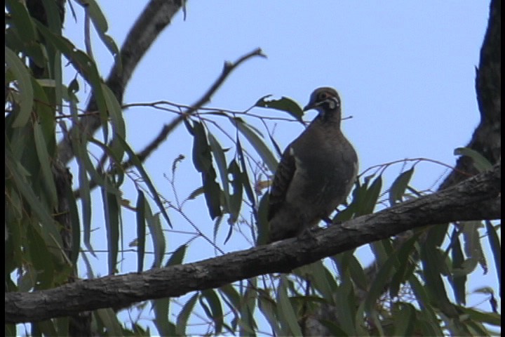 Pigeon, Squatter 10