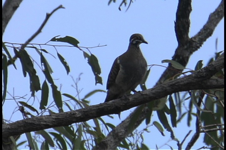 Pigeon, Squatter 11