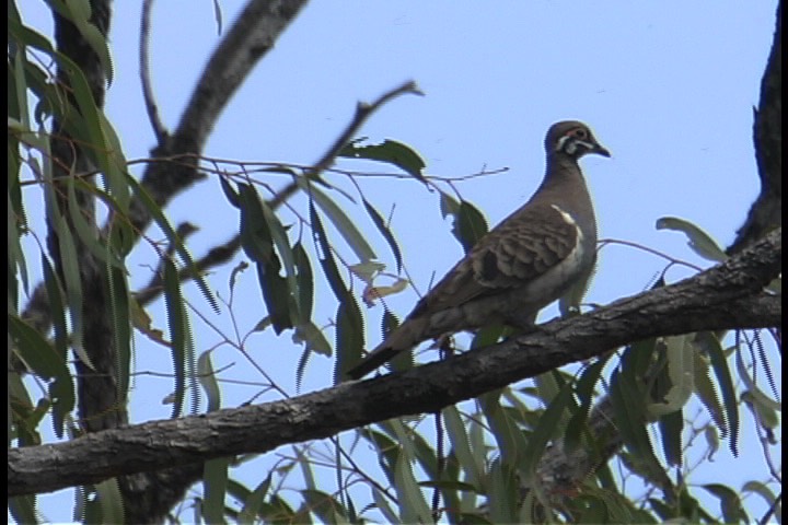 Pigeon, Squatter 12