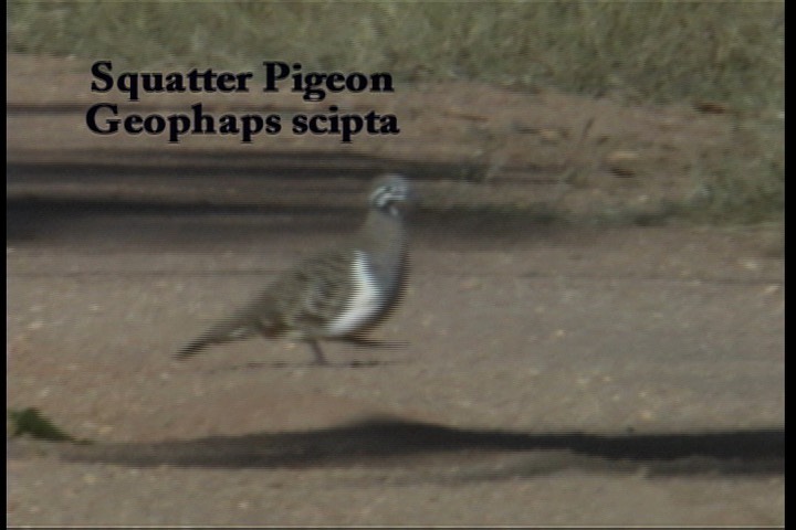 Pigeon, Squatter 1