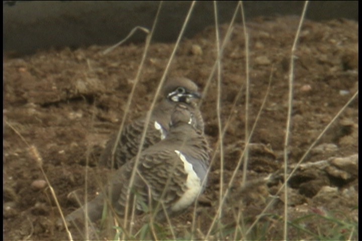 Pigeon, Squatter 3