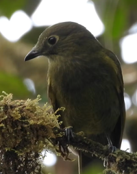 Piha, Olivaceous Colombia