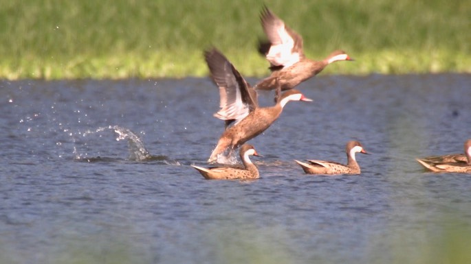 Pintail, White-cheeked 1